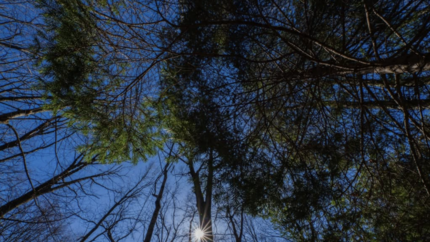 a view of the forest canopy in Forest Park