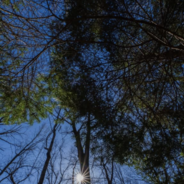 a view of the sky through the canopy of Forest Park